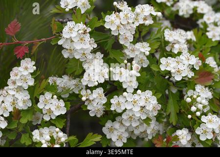 White Spring Blossom of Common Hawthorn, Crataegus monogyna, aka Whitethorn, One-seed Hawthorn  or Single-seeded Hawthorn Stock Photo