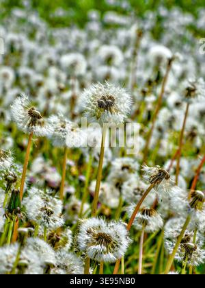 Spread of Dandelions (Taraxacum officinale) at edge of farmland - Bossay-sur-Claise, Indre-et-Loire (37), France. Stock Photo