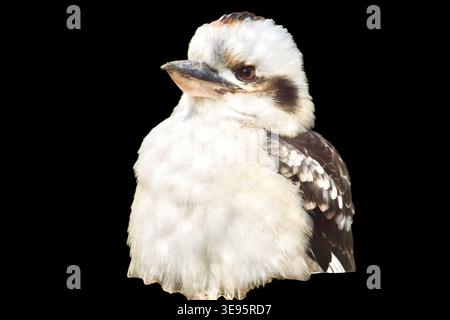 A high-quality close-up portrait of a Laughing Kookaburra (Dacelo novaeguineae). The bird features its characteristic white and brown plumage and a powerful beak, looking slightly to the side. Isolated on a transparent background for versatile use in wildlife photography and educational materials. kookaburra bird isolated on transparent background. Portrait of an Australian kingfisher, wildlife and nature concept. High quality photo Stock Photo