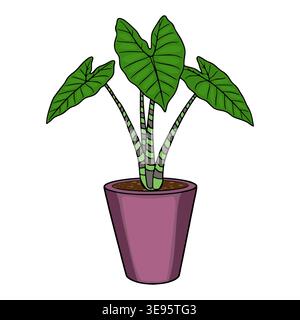 Potted Elephant Ear Plant vector illustration, vibrant green leaves, striped stems, purple pot, isolated on white background Stock Vector