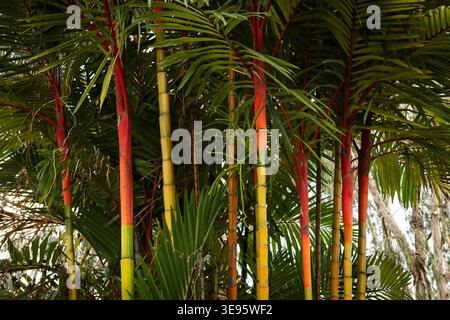 Grove of multi-colored bright green, orange and yellow bamboo plant. Bamboo trees in forest background. Stock Photo