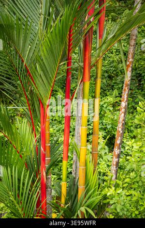 Grove of multi-colored bright green, orange and yellow bamboo plant. Bamboo trees in forest background. Stock Photo