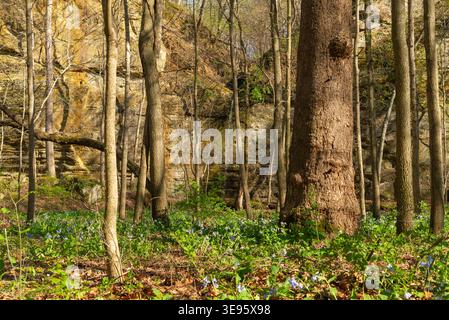 Landscape in Illinois Canyon on a beautiful Spring afternoon at Starved Rock State Park, Illinois, USA. Stock Photo