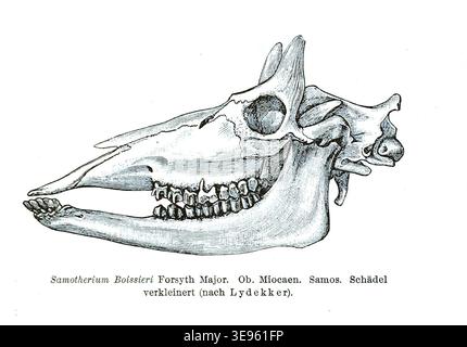 Karl von Zittel (1839–1904) was a pioneering German paleontologist. The archival image presents the skull of *Samotherium boissieri*, an extinct genus of large herbivorous mammals from the Miocene period. Stock Photo