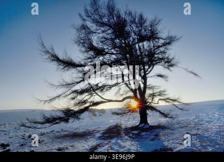 European Larch (Larix decidua) lone tree on exposed site in winter, Lammermuir Hills, Berwickshire, Scotland, December Stock Photo
