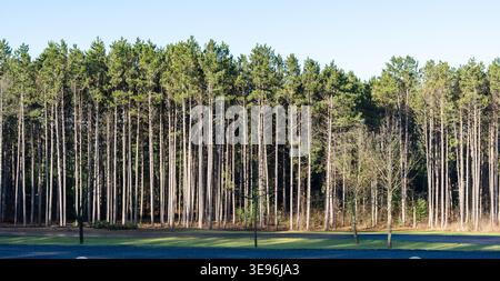 Dense pine forest with tall straight trees in sunlight. Natural woodland background with repeating tree pattern. Stock Photo