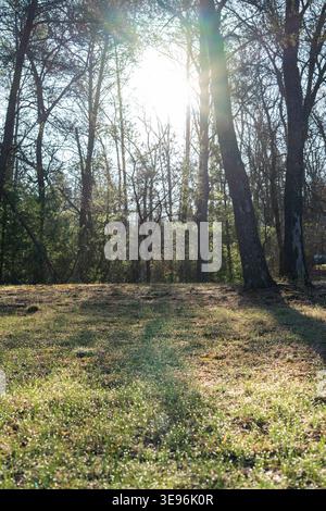 Early morning sunlight in forest with dew on grass. Fresh natural scene with soft light and calm atmosphere. Stock Photo