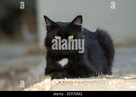 A frontal portrait of a yellow eyed black alley cat, with a white patch on its chest. Stock Photo