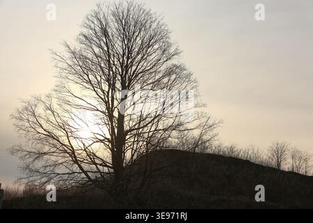 Silhouette of a leafless tree with the sun behind it at sunset, creating a glowing backlit effect. Stock Photo