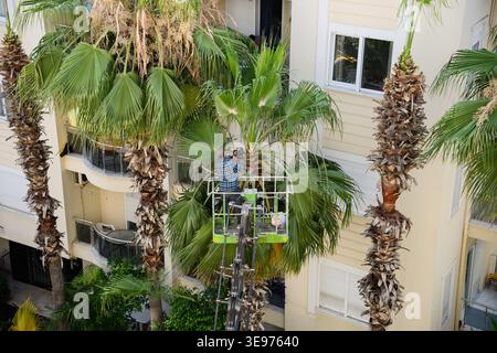Professional worker in aerial lift trimming palm tree with chainsaw. Urban tree maintenance and landscaping service concept. Professional arborist pruning palm branches near residential building Stock Photo