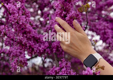 Woman's hand touching vibrant purple judas tree blossoms, showing a modern smart watch on the wrist—technology meets springtime nature in a delicate, Stock Photo