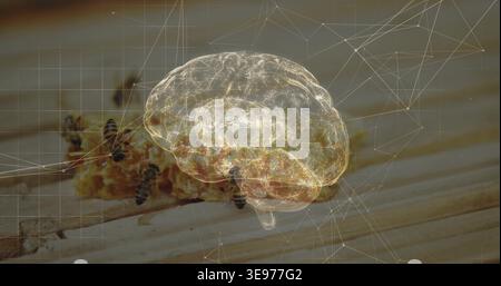 Displaying translucent brain hologram glowing over honeycomb on wooden plank, with bees and network Stock Photo