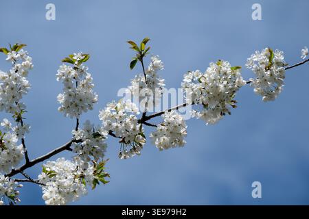 Delicate white cherry blossoms burst forth, creating a stunning spring display. Stock Photo
