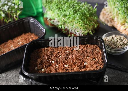 Containers with seeds in soil and fresh microgreens on table, closeup Stock Photo