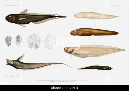 This scientific illustration depicts the life cycle of a trematode ...