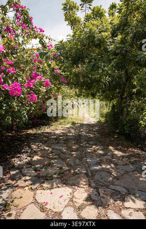 Stone path winding through a vibrant garden, shaded by green trees and blooming bougainvillea, with sunlight filtering through leaves creating a beaut Stock Photo