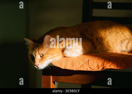 Ginger cat relaxing on an orange chair cushion, enjoying the warm golden hour sunlight streaming through a window inside a home, creating a cozy and comfortable atmosphere Stock Photo