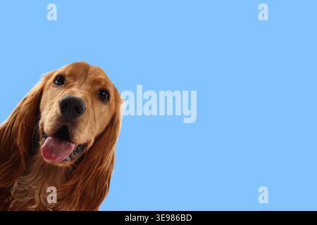 Cute cocker spaniel dog smiling against pastel blue background. Space for text Stock Photo