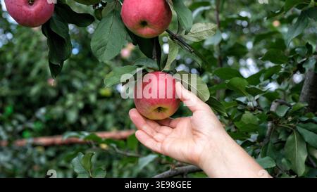A woman picking a ripe red apple from a leafy branch in a garden. Close up. Stock Photo
