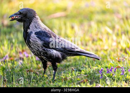 A Hooded Crow with Hazelnuts in its Beak Stock Photo