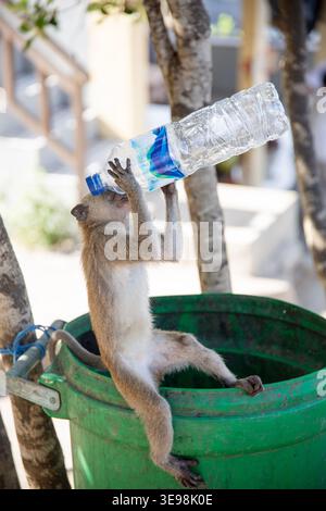 Wild monkey inside a green trash bin interacting with plastic waste on Nusa Penida island, Indonesia Stock Photo