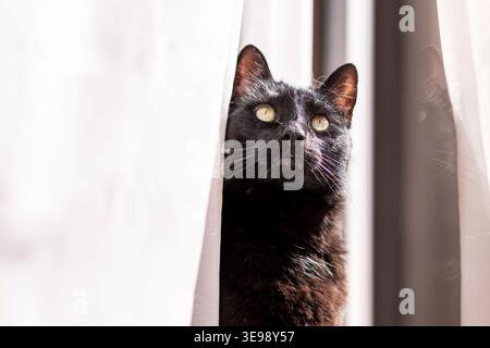 Curious Domestic cat with glossy black fur peeking through a curtain, illuminated by natural sunlight. The scene captures alert expression Stock Photo