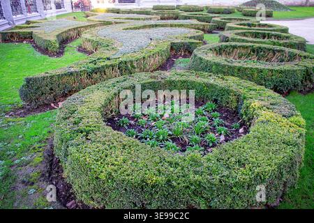 Geometric boxwood hedge maze forms formal parterre in historic garden. Selective focus highlights intricate patterns and central plant bed on green la Stock Photo