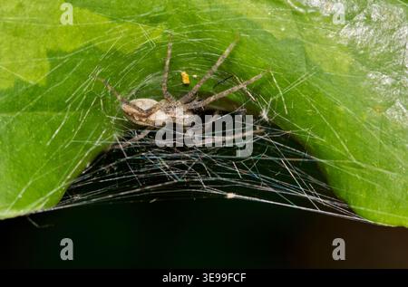 Female American nursery web spider Pisaurina mira arachnid nature. Stock Photo