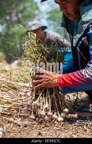 Harvesting season at local farm in Thailand, workers collecting garlic plants at field in village. Stock Photo