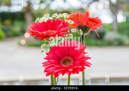 Red gerbera daisies and small white flowers in glass vases Stock Photo