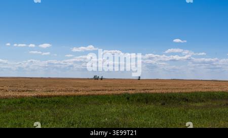 Golden fields stretch to the horizon during a Saskatchewan summer day. Stock Photo
