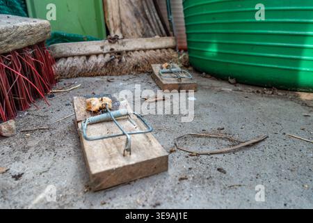 A couple of spring loaded mouse traps baited and left on the floor of a greenhouse. Stock Photo