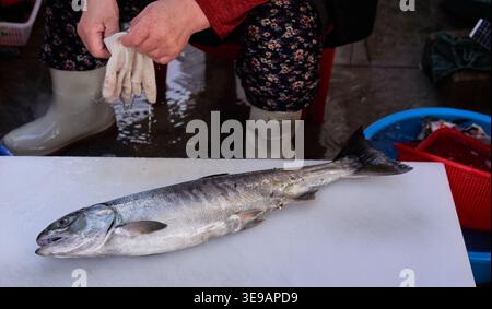 Photos show the preparation of domestic salmon, from filleting the fresh catch and harvesting bright roe to pan-frying a salted fillet in a skillet. Stock Photo