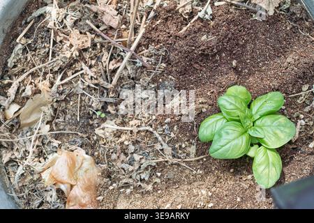 Fresh green basil seedling grows in a balcony pot next to dry leaves and brown soil. This bright contrast beautifully highlights spring gardening. Stock Photo