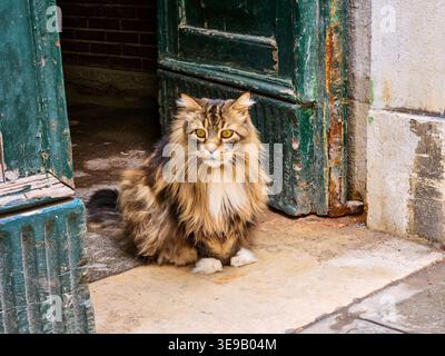 Long haired cat of Burano Stock Photo