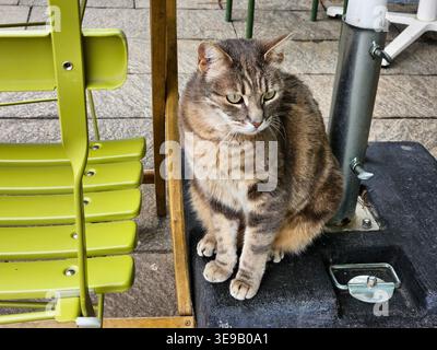 Cat of Burano Stock Photo
