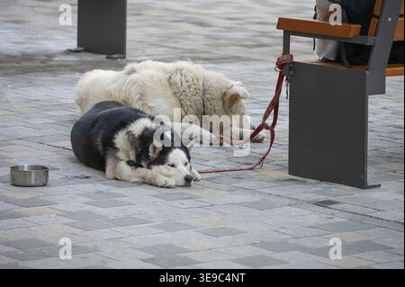 Two dogs lying on a leash on a bench in the pedestrian zone, Nuremberg, Middle Franconia, Bavaria, Germany Stock Photo
