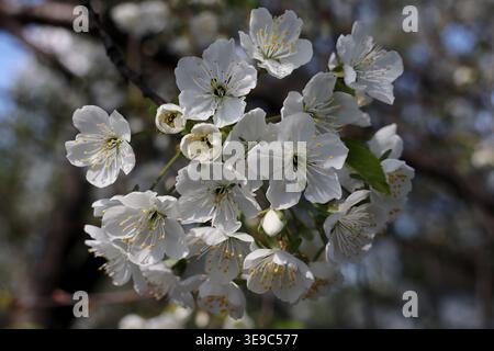 White flowers emerge from the buds on slender cherry branches. The promise of spring is visible in this quiet budding growth. Stock Photo