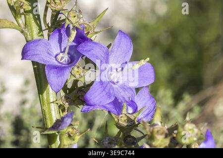 Campanula pyramidalis, pyramidal bellflower - Campanula pyramidalis, Chimney bellflower Stock Photo