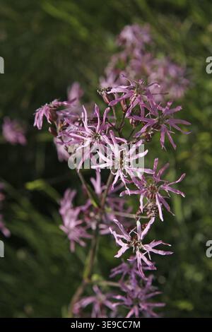 Lychnis flos-cuculi, cuckoo light carnation Stock Photo