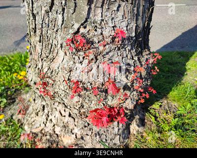 Red maple sprouts emerging from rough tree bark along the road Stock Photo