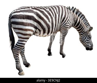 Zebra isolated on white background Stock Photo