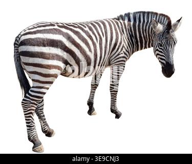 Zebra isolated on white background Stock Photo