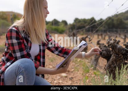 Agronomist woman kneeling in a vineyard, inspecting dry vine branches, holding a folder with documents, and analyzing plant health during winter dorma Stock Photo