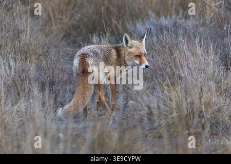 Fox; Vulpes vulpes; Winter; UK Stock Photo
