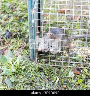 living rat trapped in an iron cage Stock Photo