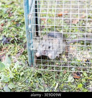 living rat trapped in an iron cage Stock Photo