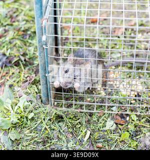 living rat trapped in an iron cage Stock Photo