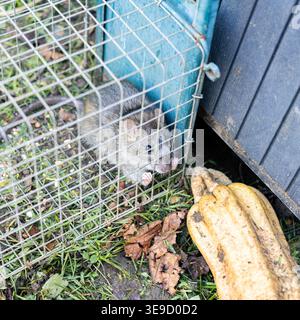 living rat trapped in an iron cage Stock Photo