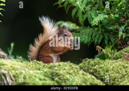 Red Squirrel; Sciurus vulgaris; With Hazelnut in Mouth; UK Stock Photo